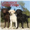 Brown Trout Labrador Retrievers 2023 Square Foil Calendar - Calendars -Outlet Hearth And Home Store 1155bce4b780c1e709222c57fdcca3103725770e 2022023797