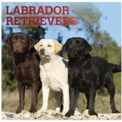 Brown Trout Labrador Retrievers 2023 Square Foil Calendar - Calendars