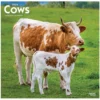 Brown Trout Cows 2023 Square Calendar - Calendars -Outlet Hearth And Home Store 1496ba2989b1cc355098b6f3f3edca22dc57541a 2022023796