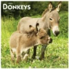 Brown Trout Donkeys 2023 Square Calendar - Calendars 1 Brown Trout Donkeys 2023 Square Calendar - Calendars -Outlet Hearth And Home Store 15bd326afc2c8b67849126e209a919b7a364604d 2022023817