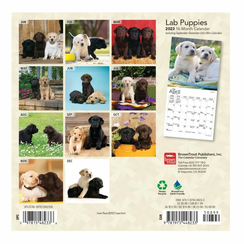 Brown Trout Lab Puppies 2023 Mini 7x7 Calendar - Calendars 4 Brown Trout Lab Puppies 2023 Mini 7x7 Calendar - Calendars - Image 2