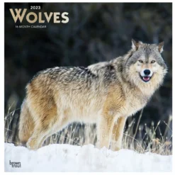 Brown Trout Wolves 2023 Square Foil Calendar - Calendars