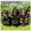 Brown Trout Dachshunds 2023 Square Foil Calendar - Calendars -Outlet Hearth And Home Store 3ff5a9abea0ea985753a7a2db317a16a1f5b65f1 2022023799