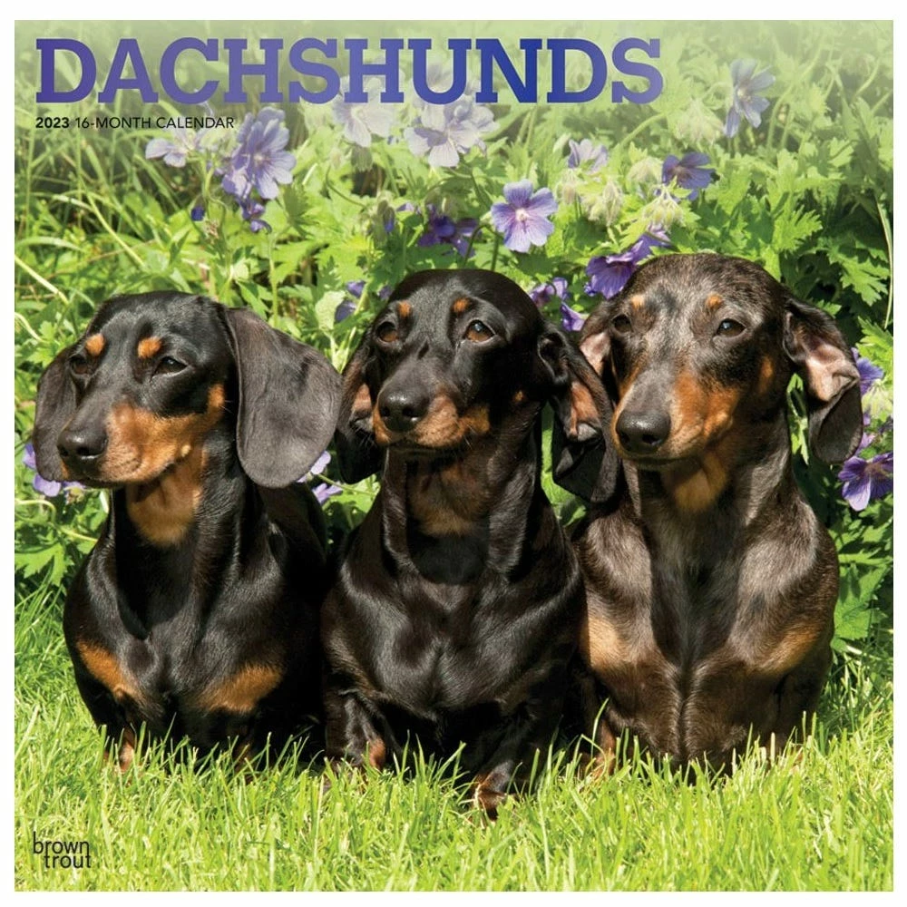 Brown Trout Dachshunds 2023 Square Foil Calendar - Calendars 3 Brown Trout Dachshunds 2023 Square Foil Calendar - Calendars