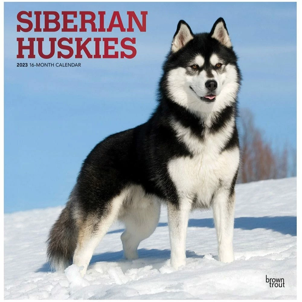 Brown Trout Siberian Huskies 2023 Square Foil Calendar - Calendars 3 Brown Trout Siberian Huskies 2023 Square Foil Calendar - Calendars