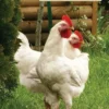 Companion Books Hobby Farm Chickens - Books and Magazines -Outlet Hearth And Home Store 53280657 53280657 image 53280657