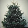 Carolina Fraser Fir Company 6-8' Fraser Fir Christmas Tree FF0608 - Christmas Decor