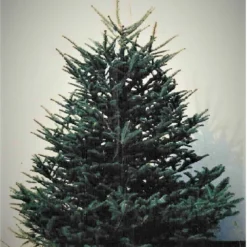 Carolina Fraser Fir Company 6-8' Fraser Fir Christmas Tree FF0608 - Christmas Decor