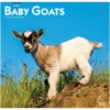 Brown Trout Baby Goats 2023 Square Calendar - Calendars 1 Brown Trout Baby Goats 2023 Square Calendar - Calendars -Outlet Hearth And Home Store 795749a0ead2e7eafe1adbea6d577c47f9d54df5 2022023785