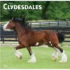 Brown Trout Clydesdales 2023 Square Calendar - Calendars