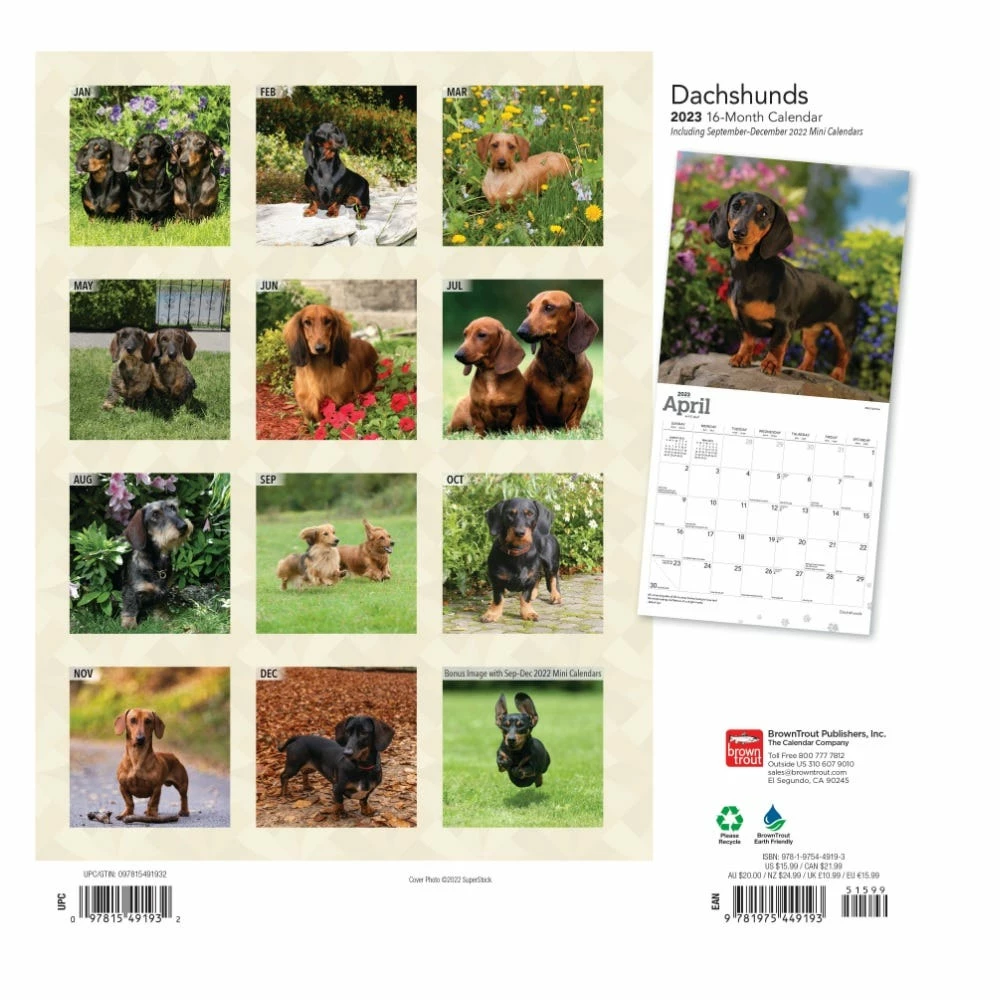 Brown Trout Dachshunds 2023 Square Foil Calendar - Calendars 4 Brown Trout Dachshunds 2023 Square Foil Calendar - Calendars - Image 2