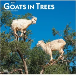 Brown Trout Trees 2023 Square Calendar - Calendars