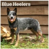 Brown Trout Blue Heelers 2023 Square Calendar - Calendars -Outlet Hearth And Home Store a26ec1df95ae847c0a9008c86f6cbd19caff0a81 2022023794