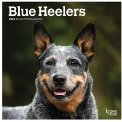 Brown Trout Blue Heelers 2023 Mini 7x7 Calendar - Calendars