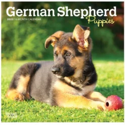 Brown Trout German Shepherd Puppies 2023 Mini 7x7 Calendar - Calendars