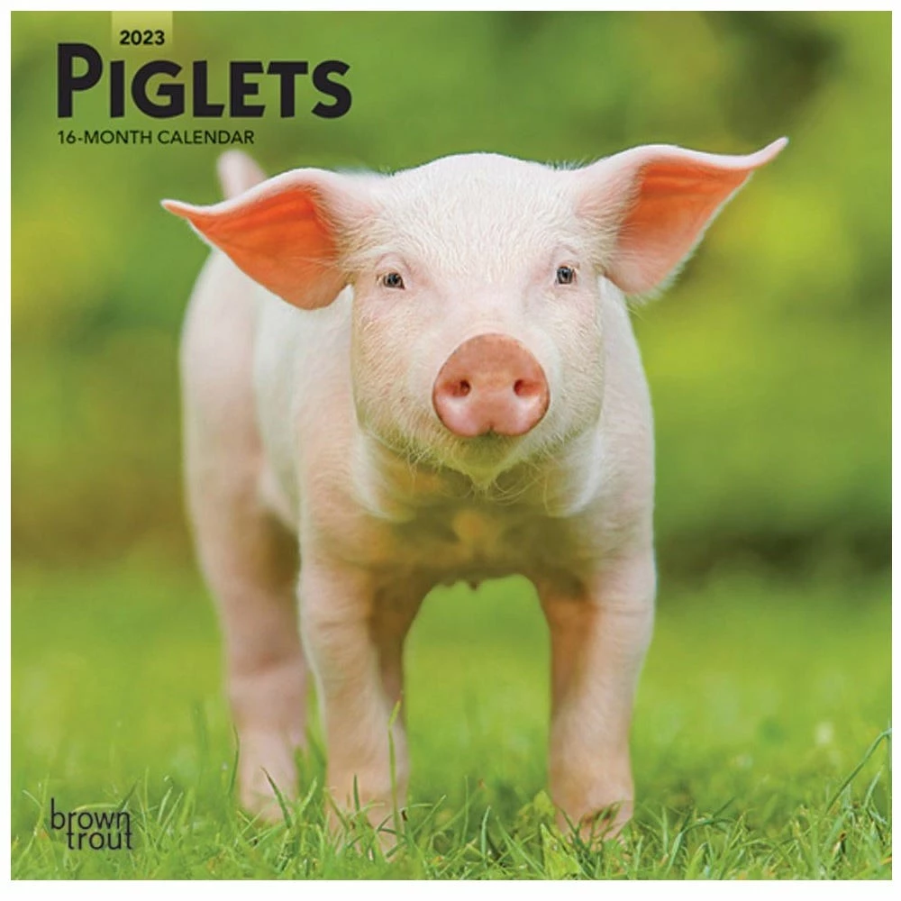 Brown Trout Piglets 2023 Mini 7x7 Calendar - Calendars 3 Brown Trout Piglets 2023 Mini 7x7 Calendar - Calendars